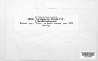 Uromyces viciae-fabae image